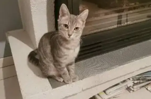 Animaux perdus , photo: Chatte grise perdue à Sainte-Hélène