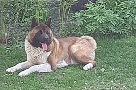 Зникла собака: темно-руда, біл...