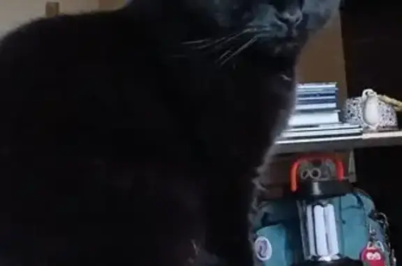 Зник чорний кіт з білою плямою в Києві