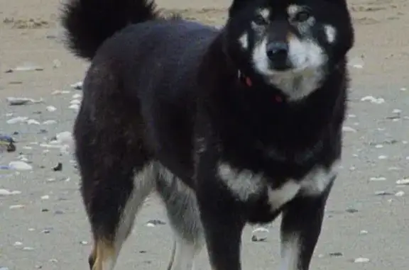 Chien perdu , photo : Shiba Inu noir disparu à Larmor-Plage