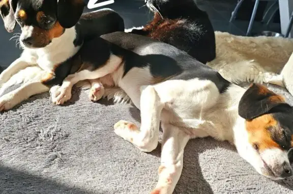 Chien perdu à Sainte-Féréole : 3ème nuit dehors - photo
