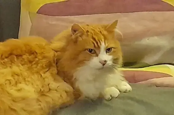 Chat roux et blanc disparu à Bretenières - photo