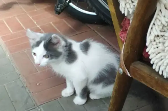 Зникла кішка у Русанівських Садах, Київ