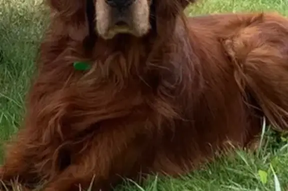 Chien perdu , photo : Setter irlandais roux perdu à Roz-sur-Couesnon