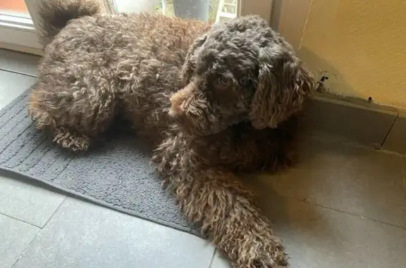 Animaux perdus Wintzenheim, photo: Chien chocolat frisé perdu à Wintzenheim
