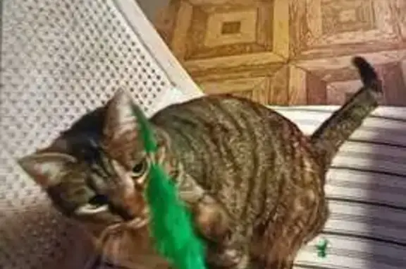 Chatte tigrée disparue à Cherisy - photo