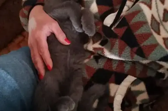 Lost and found pets Rockford, photo: Lost Grey Cat: Light Eyes, Maple St. 6021