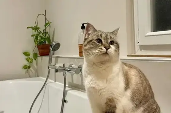 Disparition du chat Yumi, gris et blanc - photo