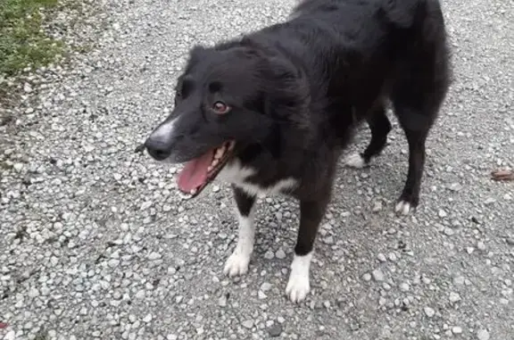 Animaux trouvés , photo: Border Collie noir/blanc trouvé, sociable