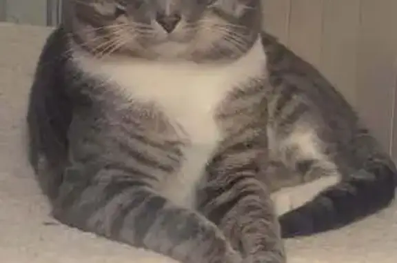Animaux perdus Pontivy, photo: Chat gris-blanc perdu à Pontivy