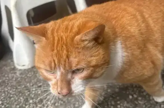 Chat trouvé Sotteville-lès-Rouen, photo: Chat trouvé, très gentil, Sotteville-lès-Rouen