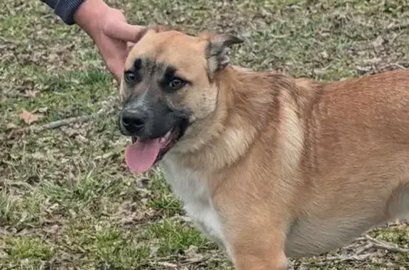 Found dog Paris, photo: Found: Golden Dog with Dark Mask in Park