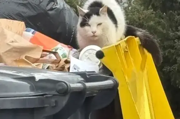 Animaux trouvés , photo: Chat blanc et noir trouvé à Cournon d'Auvergne