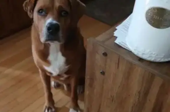 Lost Dog: Red & White, 95lbs, Troy Area