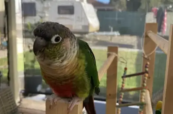 Lost Green Cheek Conure in Playford