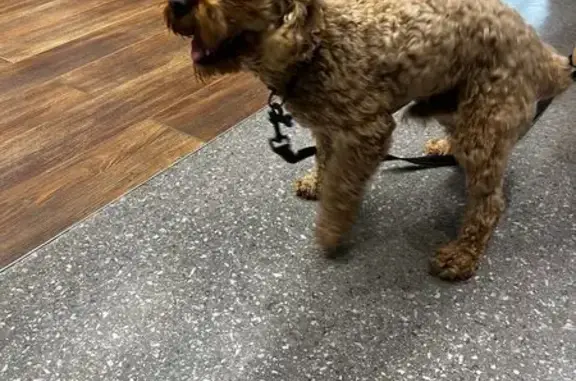 Lost Cavoodle: Help Find Beloved Pet!