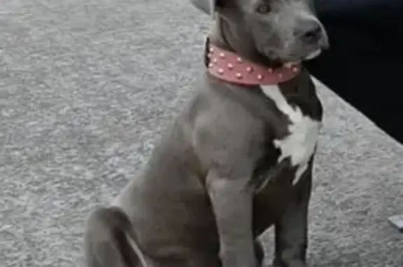 Lost pets Darebin, photo: Lost Bluey: Young Female Dog in Darebin