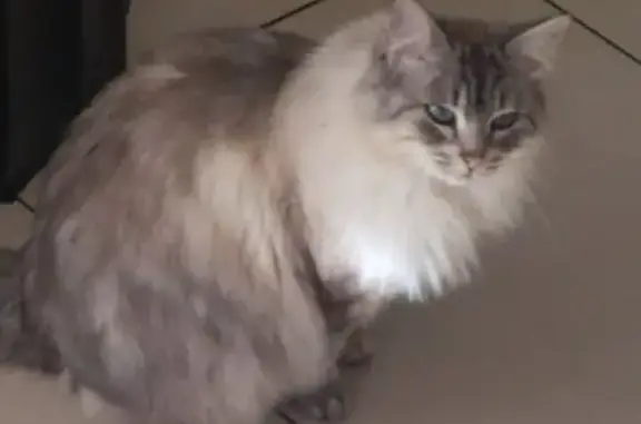 Chatte disparue, croisée siamois, Chamalières - photo