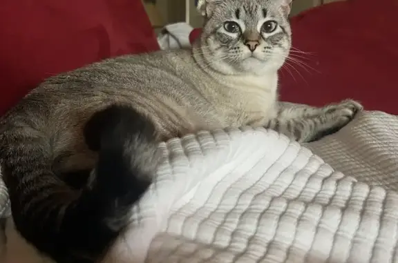 Lost Lynx Point Siamese on St....