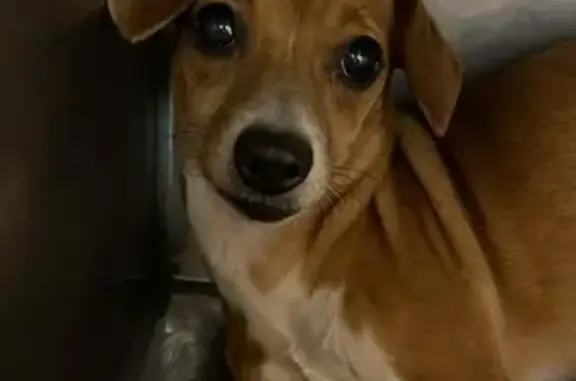 Lost Chiweenie Near Gadsden Waffle House