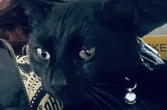 Lost Young Black Cat on Rivoli...