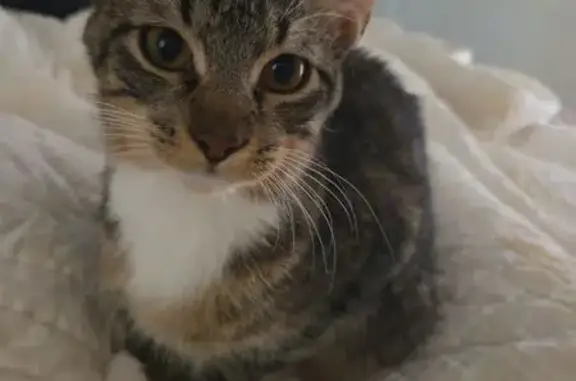 Missing Skittish Rescue Cat on...