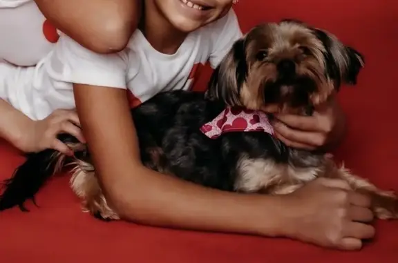 Lost Yorkie: Friendly, Small, Brown & Black