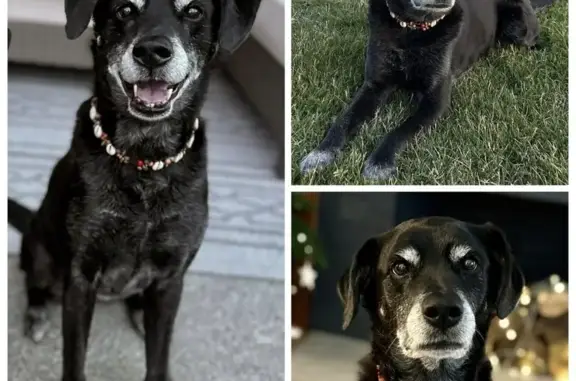 Lost Black Lab Mix on 61st Ave, Puyallup