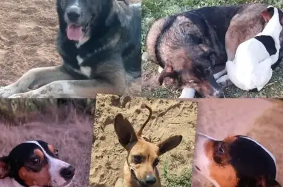 Perro Perdido en Chipiona: Felipe Herido