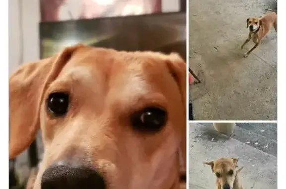 Lost Dog on Dogwood Dr, Logan