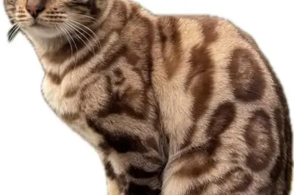 Missing Snow Bengal: Aelin in...