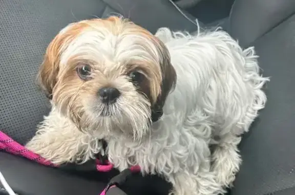 Found dog Grand Prairie, photo: Found Dog: White & Brown on Stone Lake