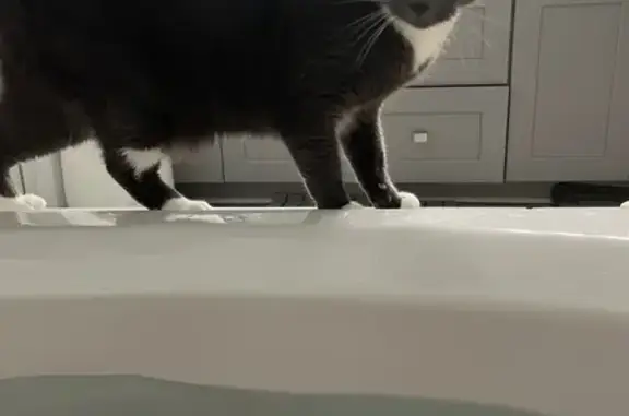 Lost Cat Alert: Grey with Whit...