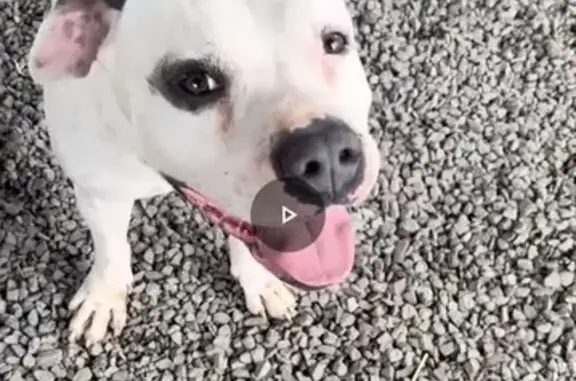 Missing: White Dog with Black Spots - Waianae