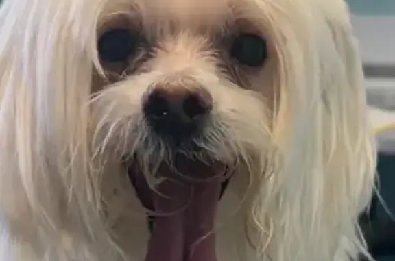 Lost Maltese in Leesburg: Help...