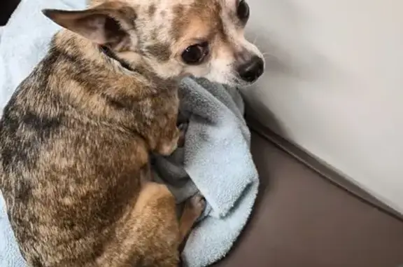 Lost: Brown Spotted Chihuahua...