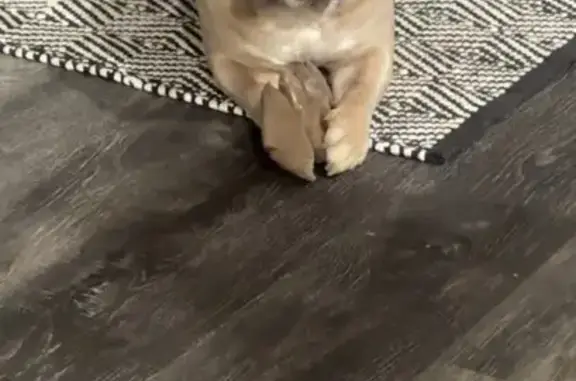 Missing Lilac Dog with Unique...