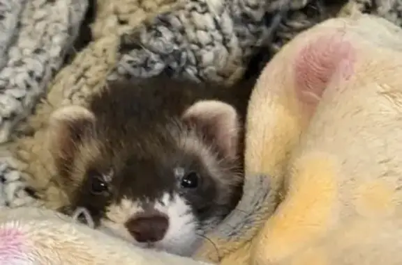 Lost Ferret Milo: Black Sable...