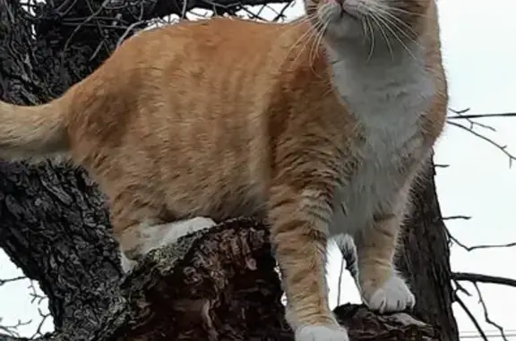 Animaux perdus Clermont-Ferrand, photo: Chat roux-crème disparu à Clermont-Ferrand