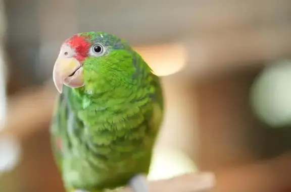 Lost Parrot: Red-Headed Amazon...