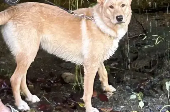 Lost: Playful Lab/Husky Mix in...