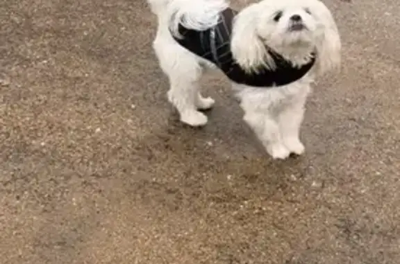 Lost White & Brown Dog, 9 Mont...