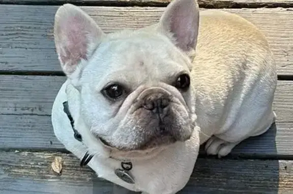 Lost Cream Frenchie on Market...