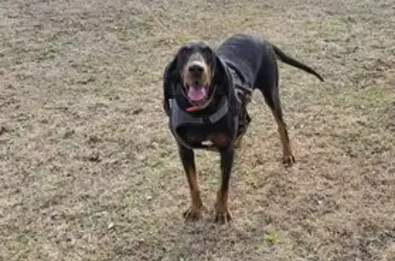 Lost Coonhound: Friendly, Orange Collar