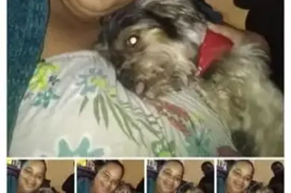 Lost Dog: Black & Tan, Needs M...