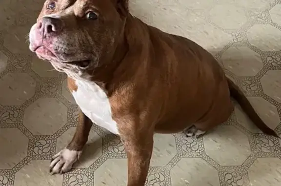 Missing Elderly Red Staffordshire Terrier