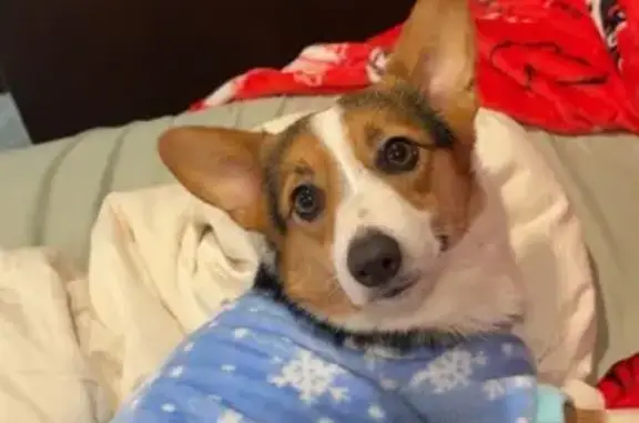 Lost Friendly Corgi on Mountville Rd