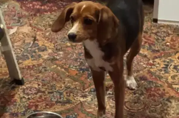 Lost Beagle Mix: Nelly Marie i...