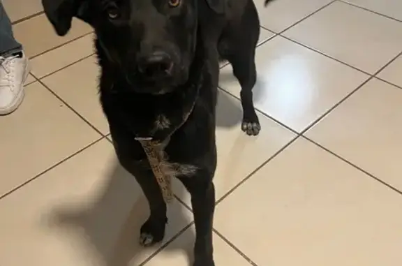 Perro Encontrado en Cerro del...