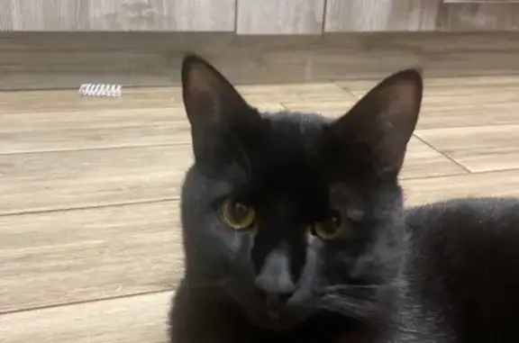 Зникла кішка: Чорний кіт з інф...